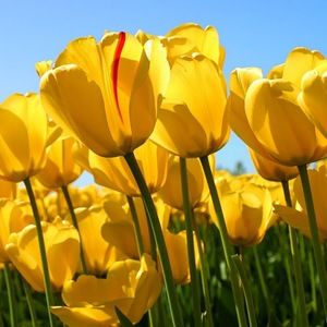 Meet your Posher, Lina